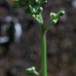 Youngia japonica Floare