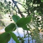 Coriaria ruscifolia Foglia