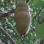 Artocarpus integer Плод