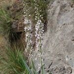 Lysimachia ephemerum Fleur