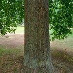 Liriodendron tulipifera Bark