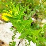 Heterotheca subaxillaris Leaf