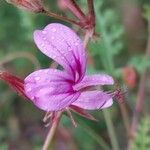 Pelargonium multicaule ᱵᱟᱦᱟ