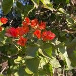 Bougainvillea spectabilis Φύλλο