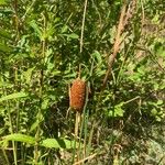 Typha minima Hoja