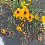 Coreopsis tinctoriaÕis