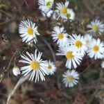 Erigeron annuusЦвят