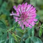 Trifolium mediumŽiedas