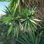 Yucca schidigera Frunză