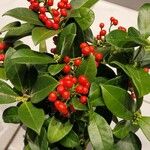 Ilex aquifoliumBloem