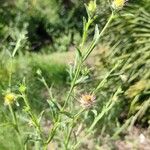 Centaurea melitensis Otro