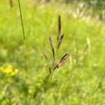 Bromus erectusFlower