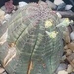 Euphorbia obesa पत्ता