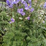 Polemonium boreale Flower