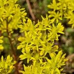 Petrosedum × luteolum Õis