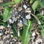 Leontodon tuberosus Hoja