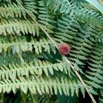 Athyrium filix-femina 葉