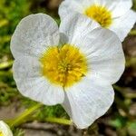 Ranunculus trichophyllus Flor