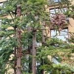 Cunninghamia lanceolata Лист