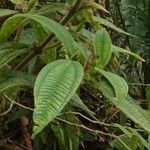 Miconia dependens Feuille