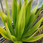 Furcraea foetida Leaf