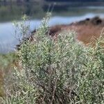 Artemisia californica Folha