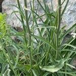 Asyneuma limonifolium ഇല