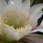 Cereus spegazzinii Flower