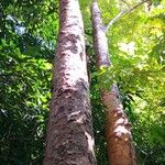 Xylia xylocarpa Hábito