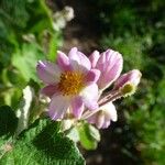 Sparrmannia ricinocarpa Flor