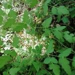 Peucedanum cervaria Folha