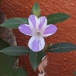 Barleria cristata 花