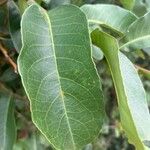 Barteria nigritana Leaf