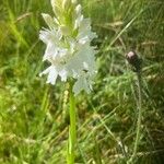 Orchis mascula x Orchis militaris Flower