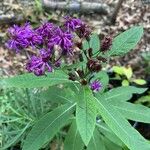 Vernonia baldwinii Цвят