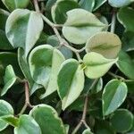 Peperomia scandens Leaf