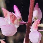 Lupinus polyphyllusÕis