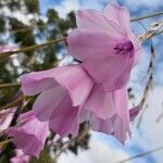 Dierama pulcherrimum Fleur
