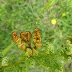 Pteridium aquilinumLeaf