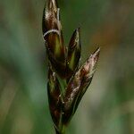 Carex praecox Kvet