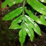 Ptisana salicina 葉