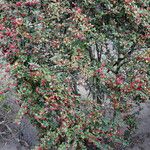 Cotoneaster dielsianus ശീലം