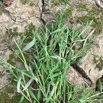 Paspalum repens Hábito
