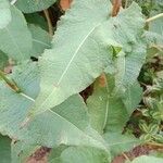 Bistorta amplexicaulis Frunză