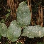 Milicia excelsa Leaf