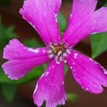 Silene schafta Flower