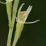 Liparis loeselii Fruit