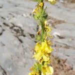 Verbascum davidoffii