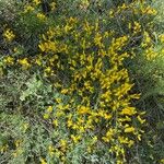 Cytisus galianoi Floare