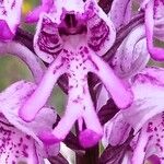 Orchis simiaFlower